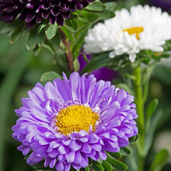 Hybride Zwergaster 50 Samen