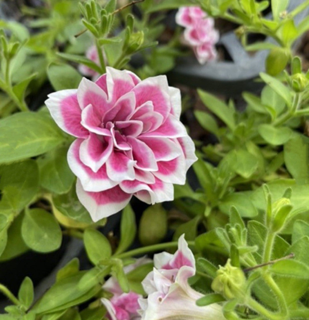 Doppelte Petunien-Morning-Glory-Blumensamen