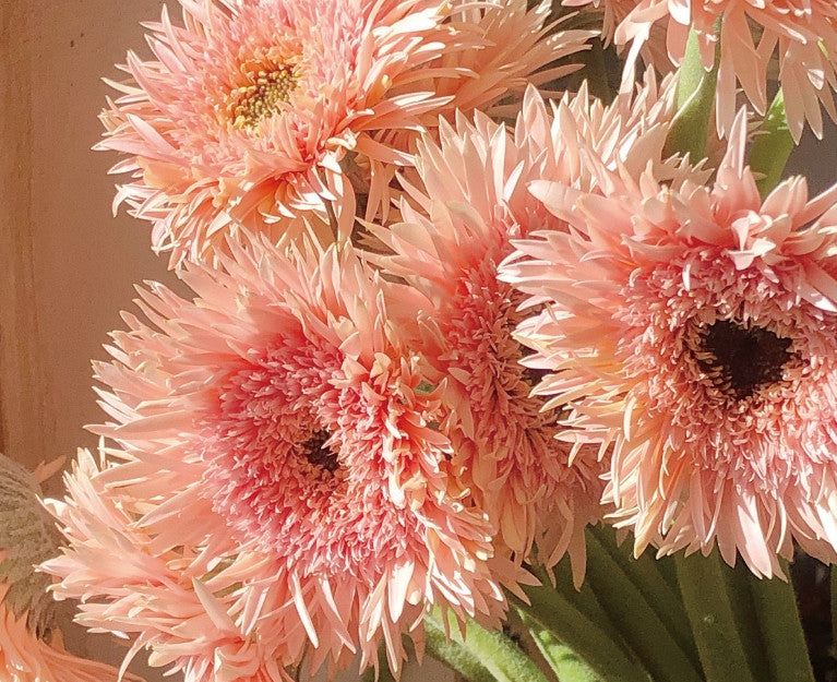 Rosa sanfte Gerbera jamesonii-Samen