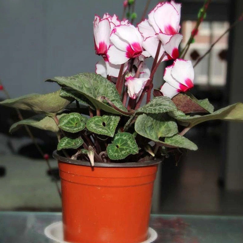 100 Stück Samen, weiße Alpenveilchen mit rotem Rand, mehrjährige blühende Pflanzen