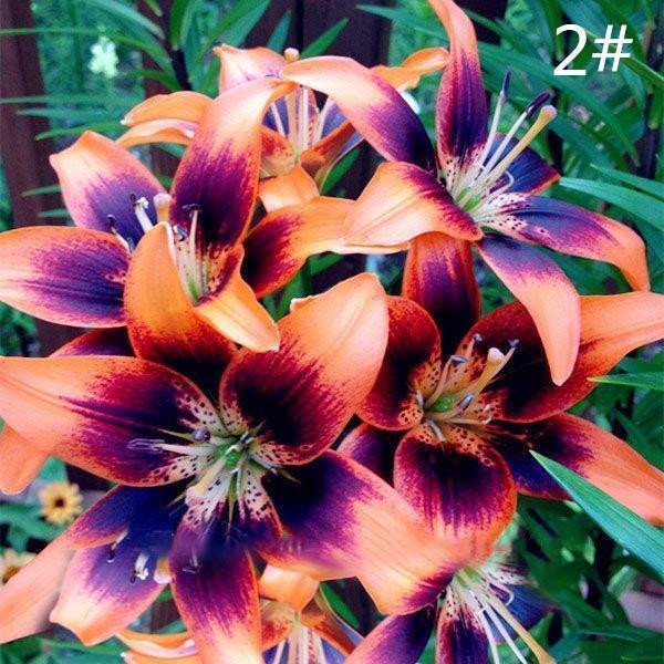 Parfüm-Lilien-Blumensamen