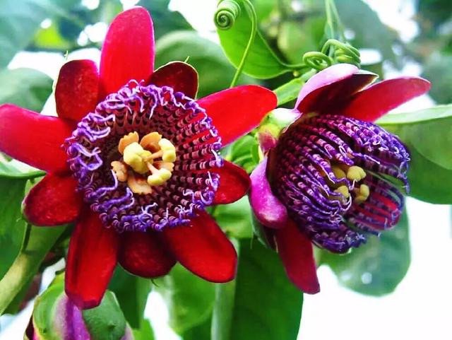 Passionsblumensamen Garten Seltene Passiflora Incarnata Obstpflanzen Samen