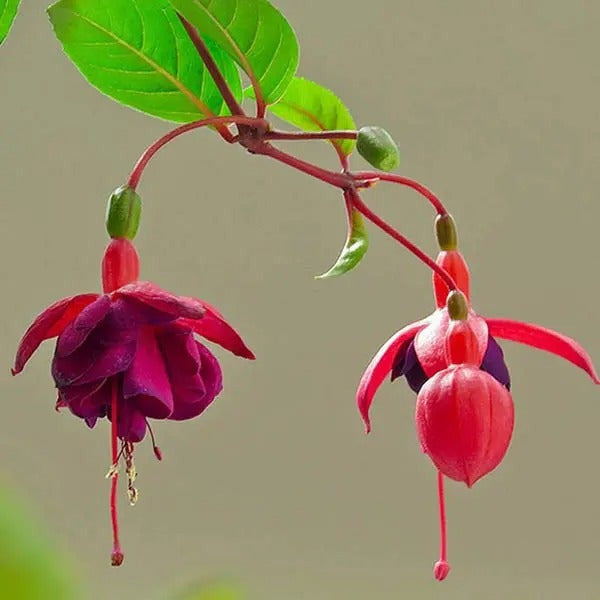 Fuchsia Hybrida Voss Seeds Die Feenblume