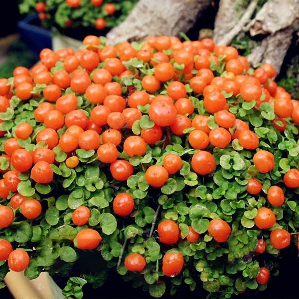 Egrow 50 Stück (100 Stück)/Beutel, Lampenperlen, Grassamen, Blumensamen, Garten-Bonsai-Pflanze für Hausgartenpflanzen