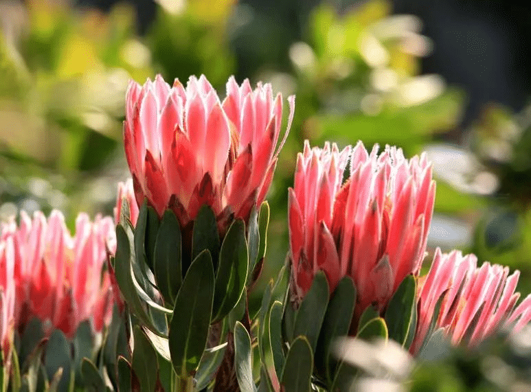 Protea Cynaroides Blumensamen