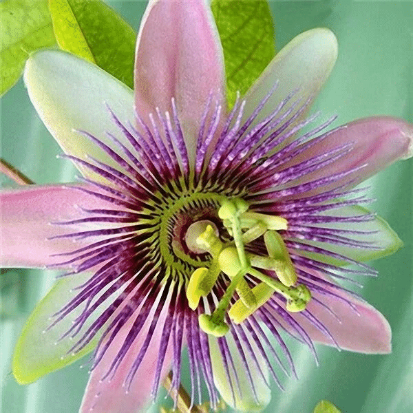 Passionsblumensamen Garten Seltene Passiflora Incarnata Obstpflanzen Samen