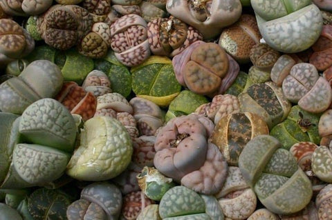 Living Stones Seed (Lithops-Artenmischung) – Der Anbau von Kakteen / SUKKULENT macht Spaß und ist lohnend! – Staude