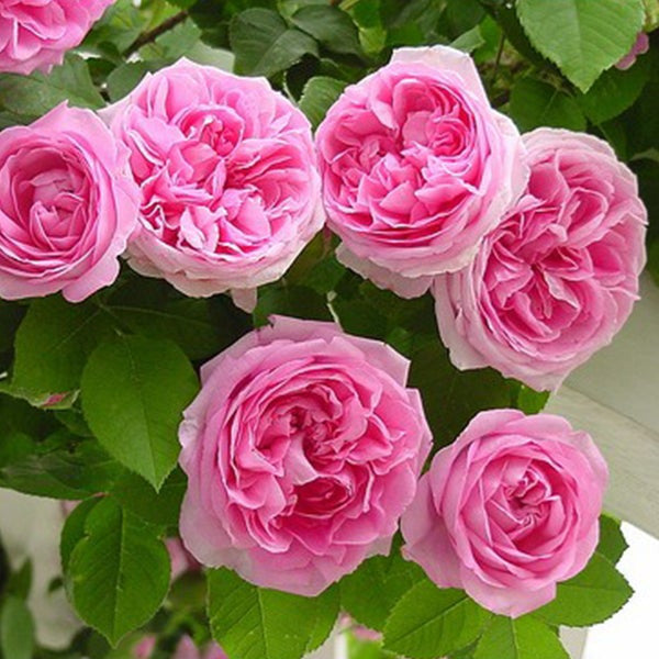 Pink Lady Rose Klettersamen