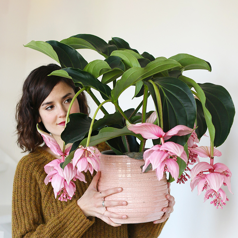 Medinilla Magnifica Blumensamen