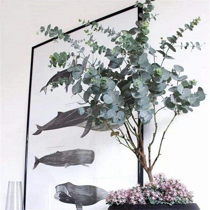 Egrow 50 Stück/Packung Eukalyptussamen Silberdollarbaum Eukalyptus Cinerea