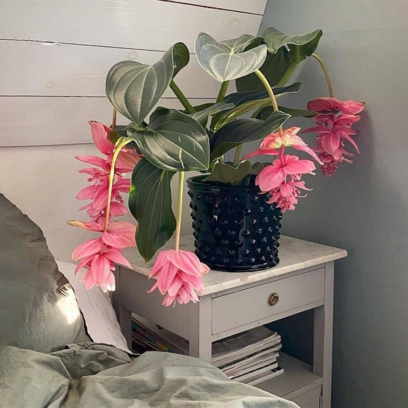 🌺Medinilla Magnifica Flower Seeds