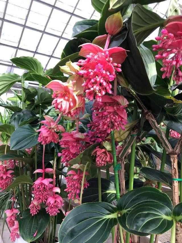 Medinilla Magnifica Blumensamen