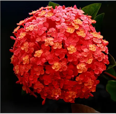 🔥Hot sale🔥  Hydrangea Seed Bonsai Flower Seeds 20/50/100 Pcs 💐
