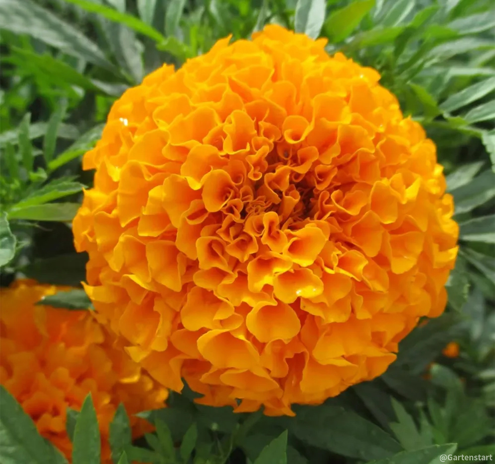 🔥Ringelblume🌺 - Allmächtige Blume - Beste Wünsche