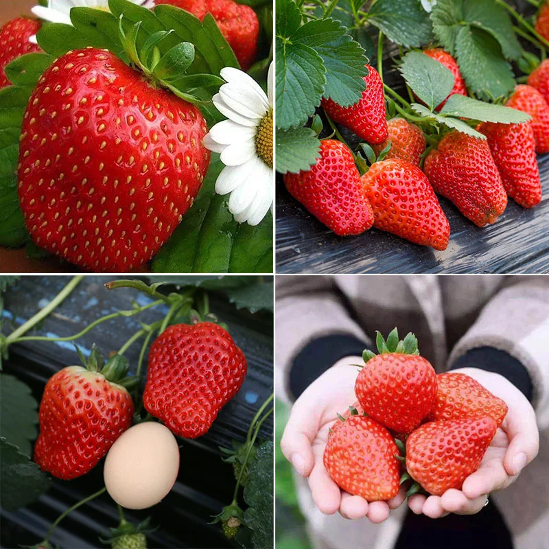Strawberry Seeds