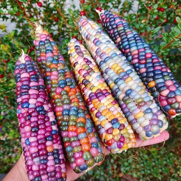 Rainbow Glass Gem Corn Seeds