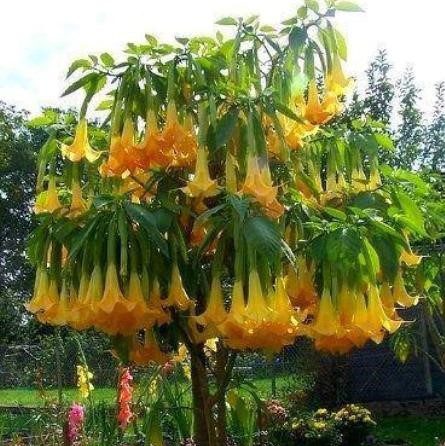50 Stück/Beutel Datura Brugmansia Samen Topf Bonsai Trompeten Engel Blumensamen