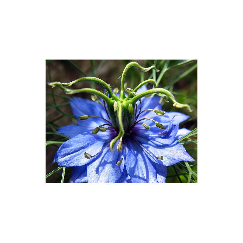 SCHWARZKÜMMEL 100 SAMEN