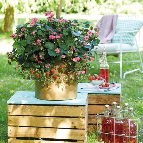 Beerenschatz-Rosa-Blumen-Erdbeere