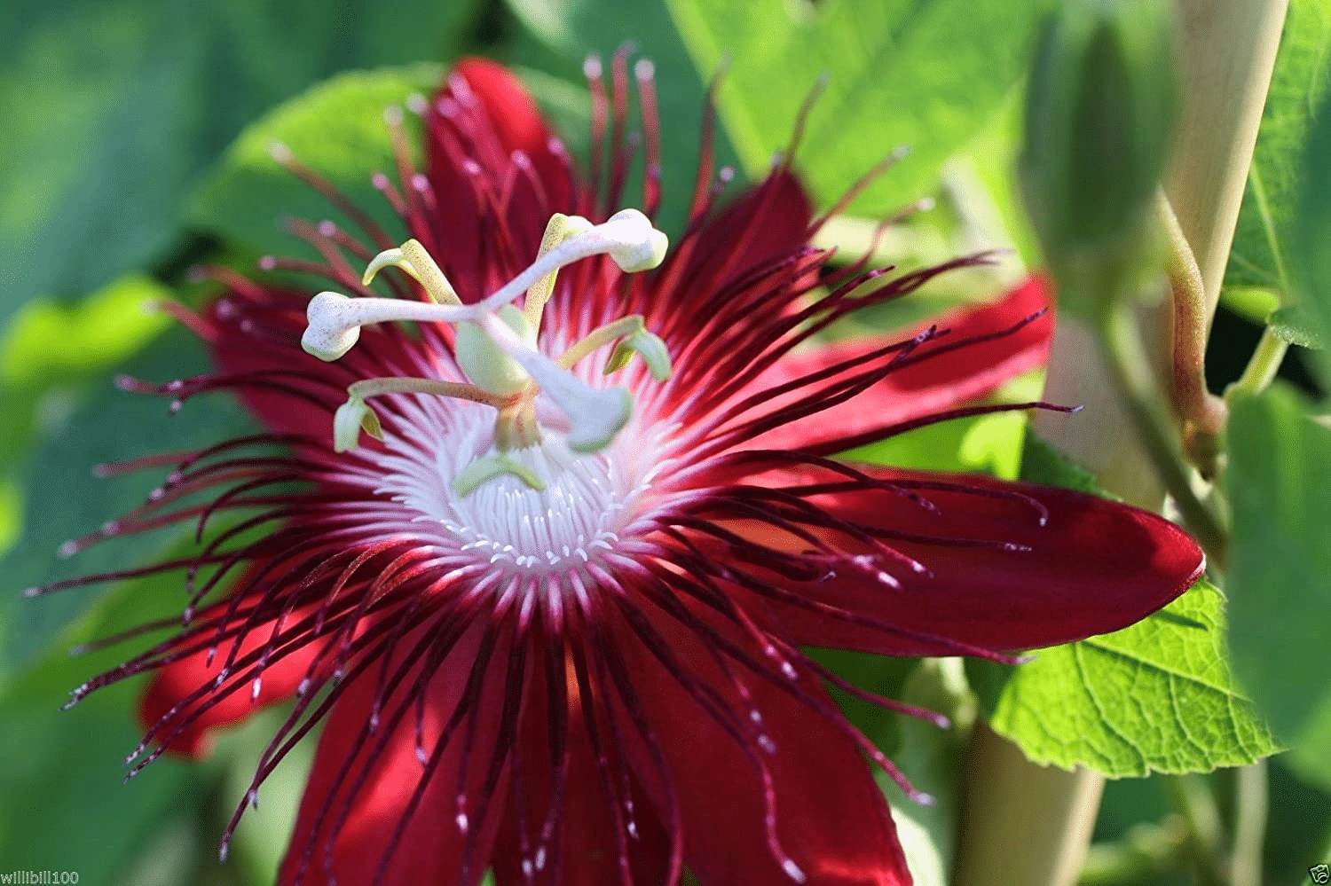 Passionsblumensamen Garten Seltene Passiflora Incarnata Obstpflanzen Samen