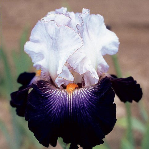 Sortenübergreifende Irissamen, Erbstück-Iris, 50 Stück/Packung