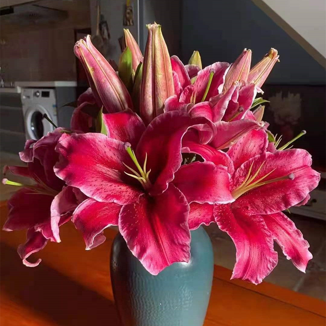 Parfüm-Lilien-Blumensamen