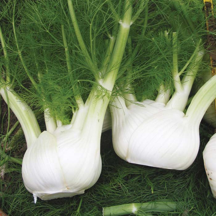Bulbing Fennel