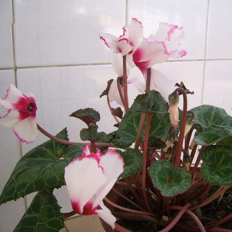 100 Stück Samen, weiße Alpenveilchen mit rotem Rand, mehrjährige blühende Pflanzen