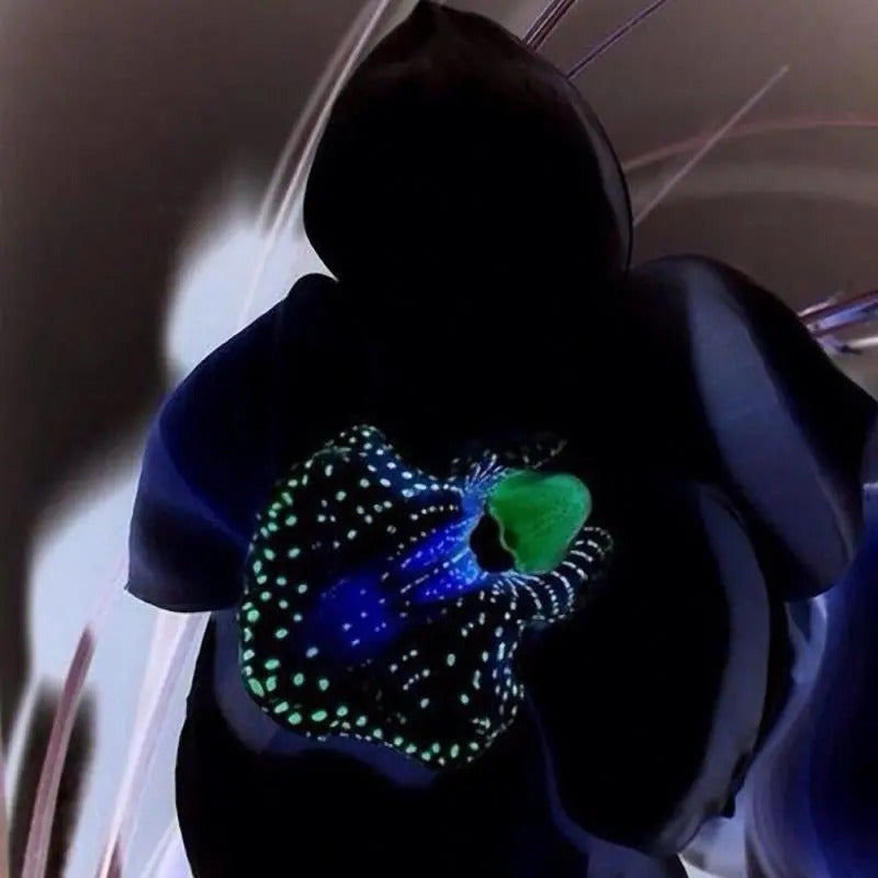 Egrow 50 Stück seltene schwarze Orchideen-Blumensamen, exotische Orchideen-Hausgarten-Bonsai-Pflanzsamen