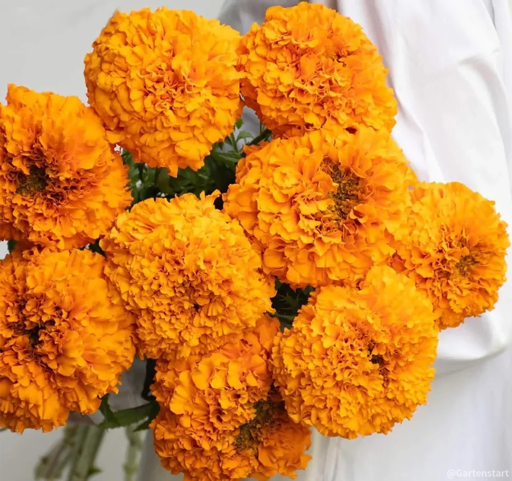 🔥Ringelblume🌺 - Allmächtige Blume - Beste Wünsche