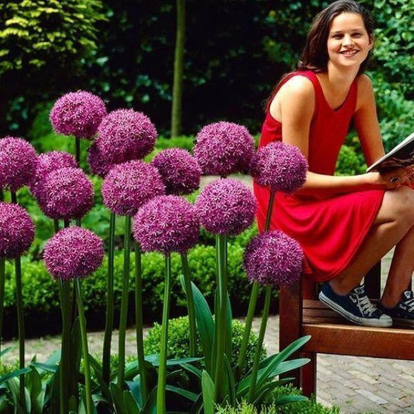 Garten Outdoor Riesen Allium Giganteum Schöne Blumensamen Bonsai Pflanzensamen
