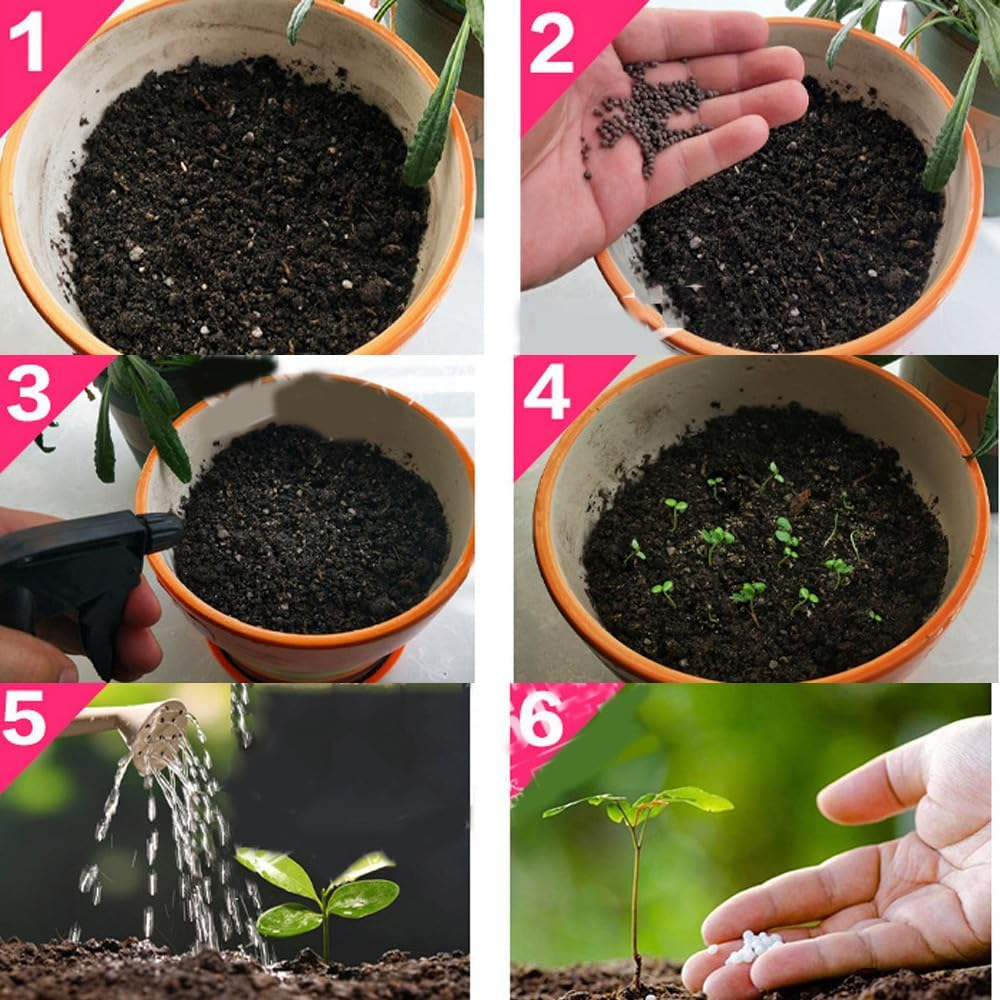 10000 Pcs Muti-color portulaca Seeds