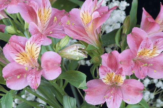 Alstroemeria Aurea Blumensamen