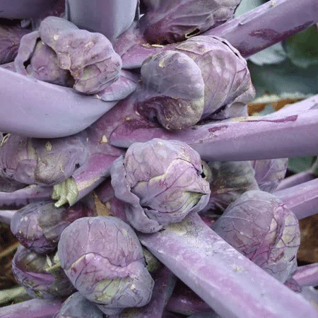 Rosenkohlsamen - Ruby Crunch F1 Hybrid