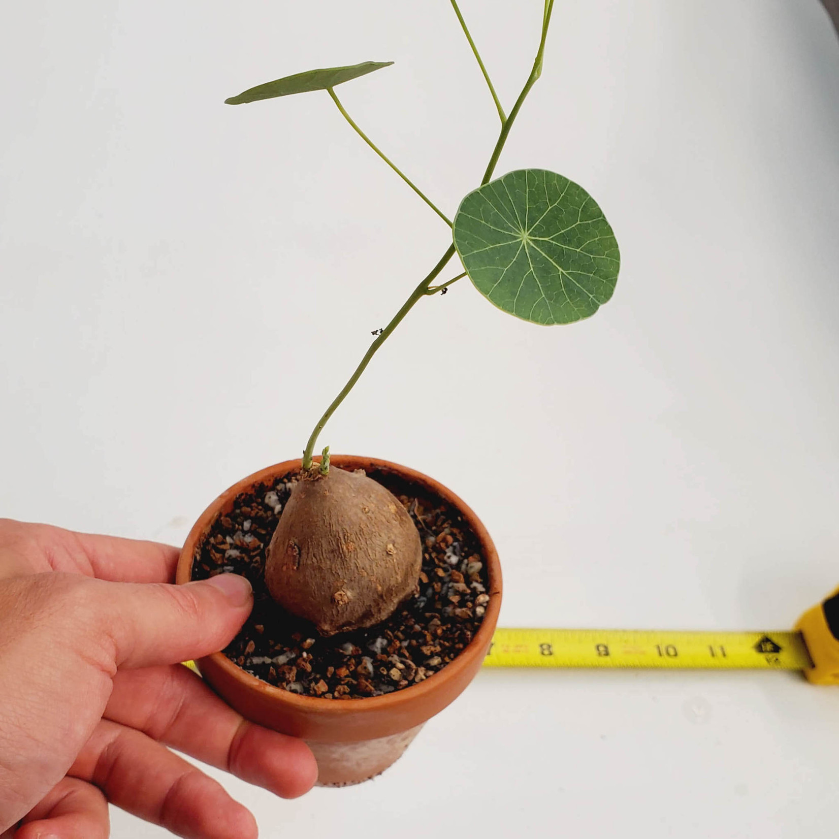 Egrow 50 Stück/Packung Stephania Erecta Samen, Blumenzwiebel, Bonsai-Baum für Hausgartenpflanze