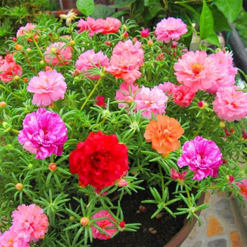 10000 Stück Muti-Color Portulaca-Samen 80-90 % Keimung