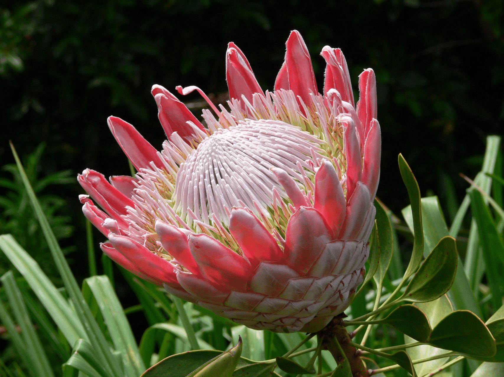Protea Cynaroides Blumensamen