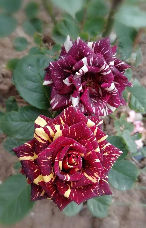 20 Stück/Beutel Meteorschauer Rose