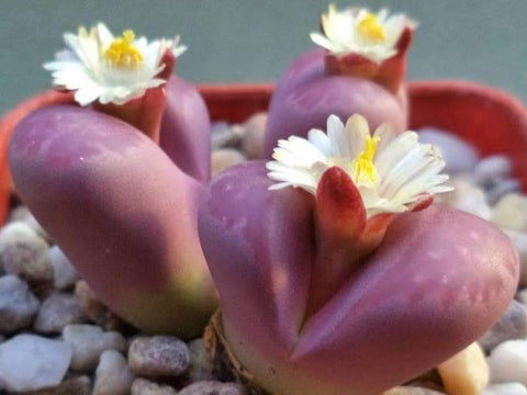 Living Stones Seed (Lithops-Artenmischung) – Der Anbau von Kakteen / SUKKULENT macht Spaß und ist lohnend! – Staude