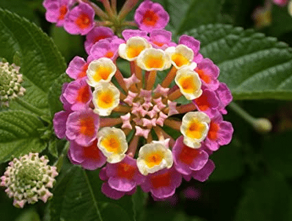 Egrow 30 Pcs/Pack Lantana Seeds Lantana Camara Tree Plan Flower Seeds Home Garden Seeds