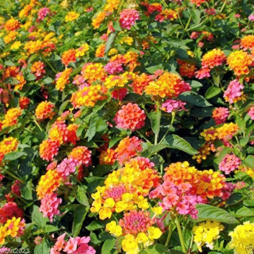 Egrow 30 Pcs/Pack Lantana Seeds Lantana Camara Tree Plan Flower Seeds Home Garden Seeds