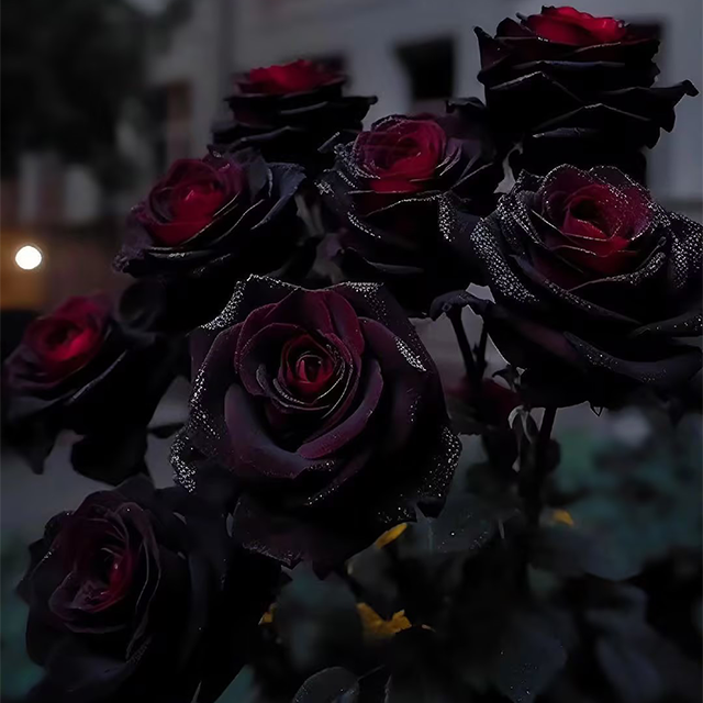 RARE BLACK RED ROSE FLOWER SEEDS