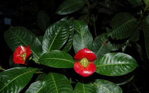Rote Lippen Seltene Blumenpflanzensamen