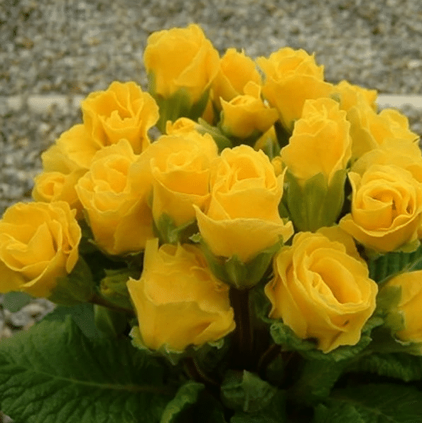RARE NEW SPRING PRIMULA ROSE SEED，Heirlooms