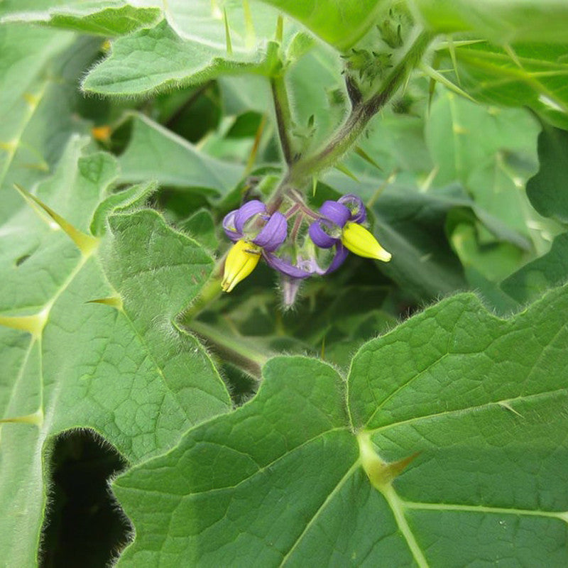Seltene exotische Nippelfruchtsamen