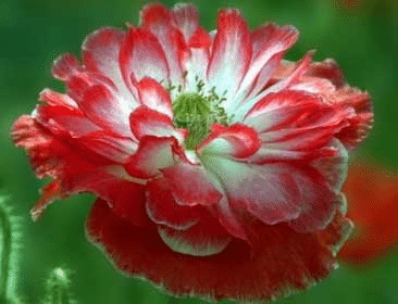 Polyphyll Papaver Rhoeas Blumensamen