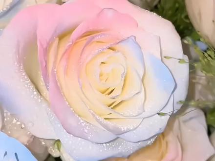 Seltene Samen – Stechapfel-Langaros-Rosen der westlichen Regionen