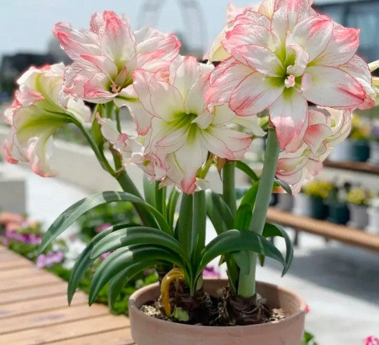 50 Partikel Hippeastrum rutilum Samen Bonsai Hausgarten Balkonpflanzen
