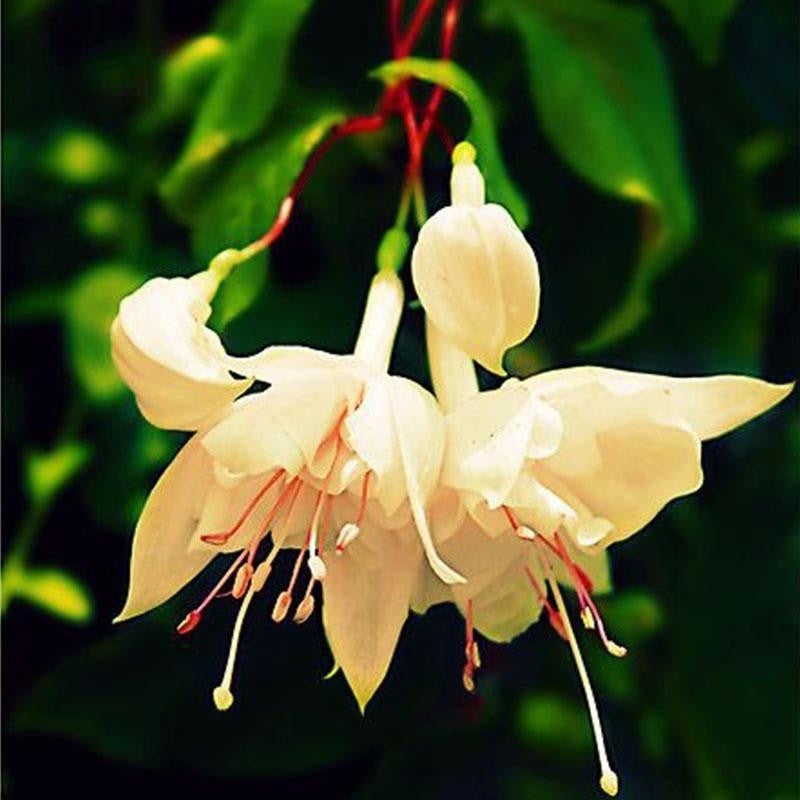 Fuchsia Blumen Samen Laternenblume, Bonsai Blumensamen