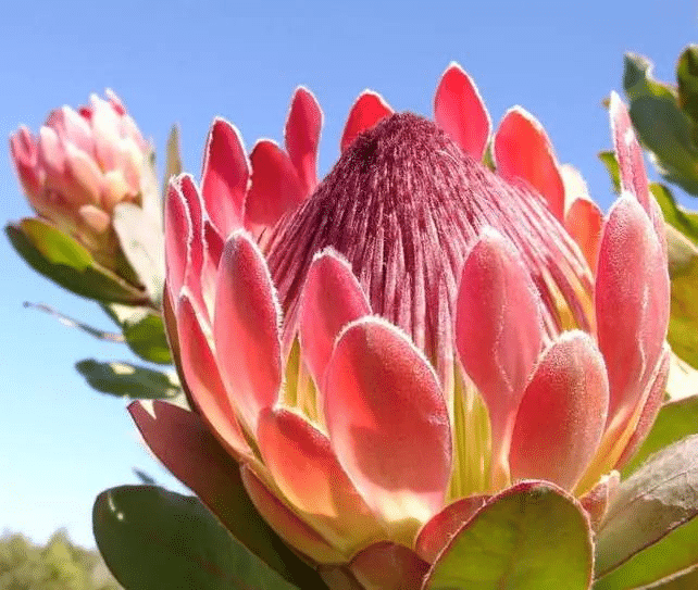 Protea Cynaroides Blumensamen